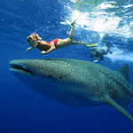 Whale-shark-snorkel