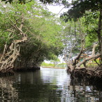 Mangrove-tour 3